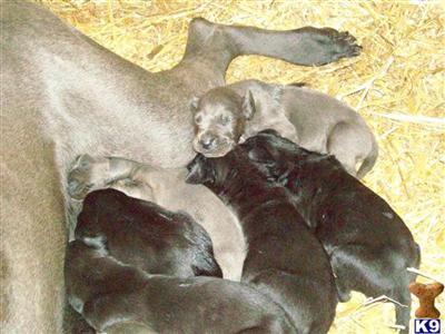 Puppies in WA